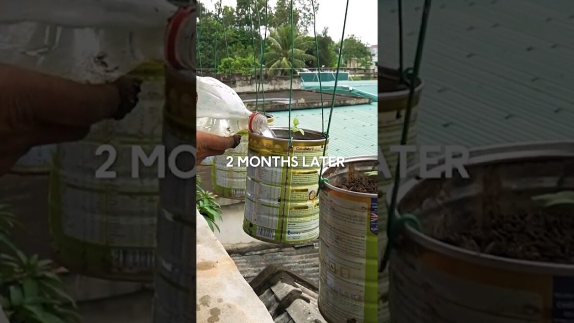 Growing Yellow and Red 🌶🌶🌶🌶🌶 Peppers: Tips for a Spicy Home Garden! 🌶️✨#shorts