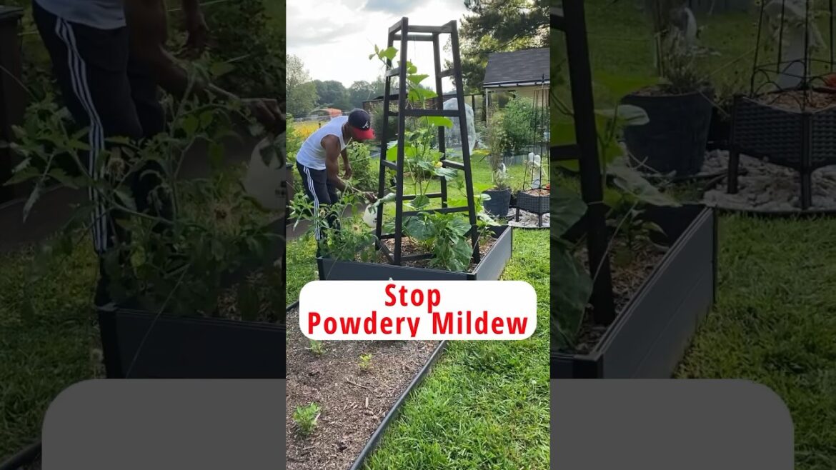 How to stop powdery mildew #garden #gardening #shorts How to stop powdery mildew #garden #gardening #shorts
