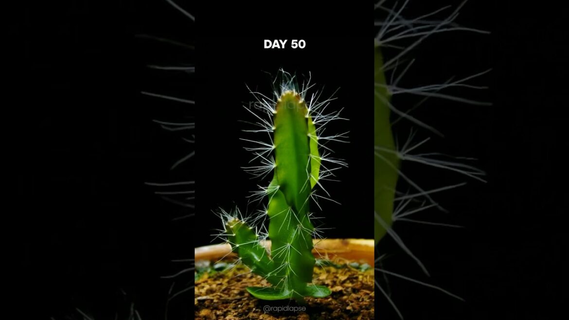 Dragon Fruit Cactus Timelapse – 200 days in 40 seconds Dragon Fruit Cactus Timelapse - 200 days in 40 seconds