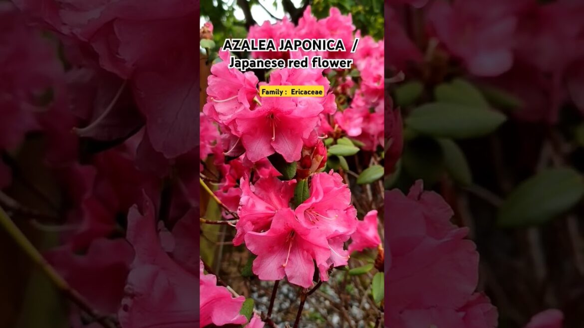 Azaleas | Japanese red flowers #viral #shortsfeed #satisfying #gardening #shorts #shortvideo