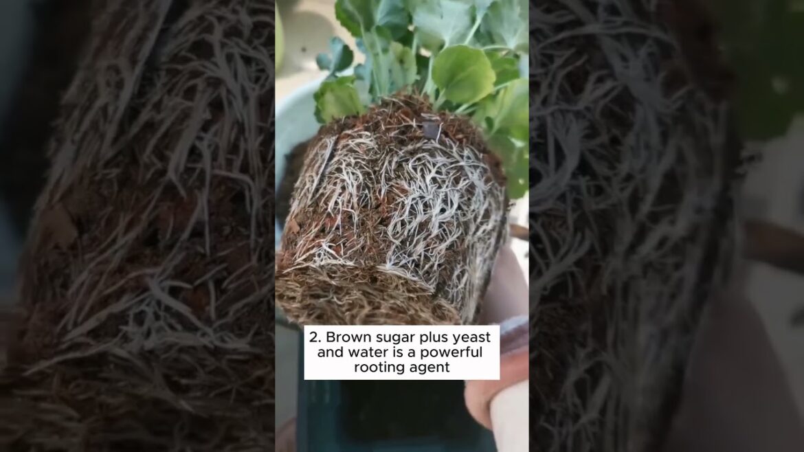 Subscribe for more such Gardening Tips & Ideas 👈🍁 #garden #gardening #gardeningideas #gardeningtips