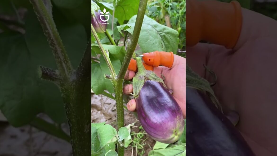 Do you want to own this silicone finger protector?  #namrose #garden #gardening