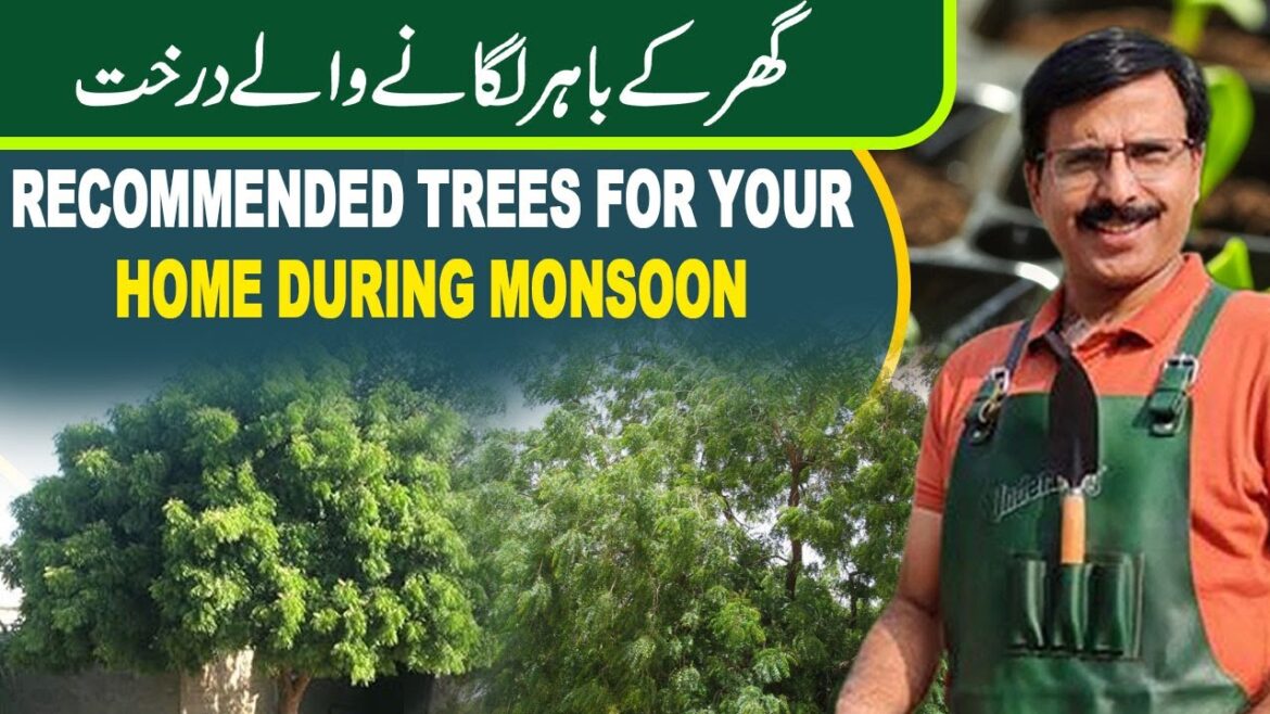 Recommended Trees for your home during monsoon | Gardening With Javed Iqbal Recommended Trees for your home during monsoon | Gardening With Javed Iqbal
