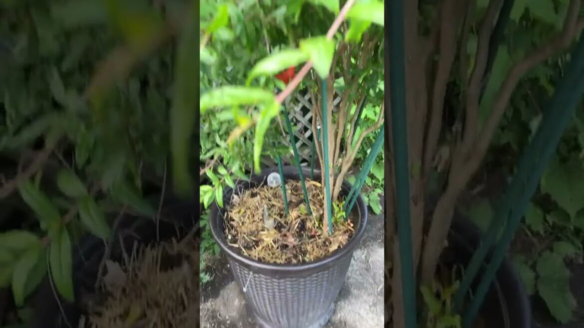 Zone 5 Backyard Pomegranate Tree July Update is Mind-Blowing! Zone 5 Backyard Pomegranate Tree July Update is Mind-Blowing!