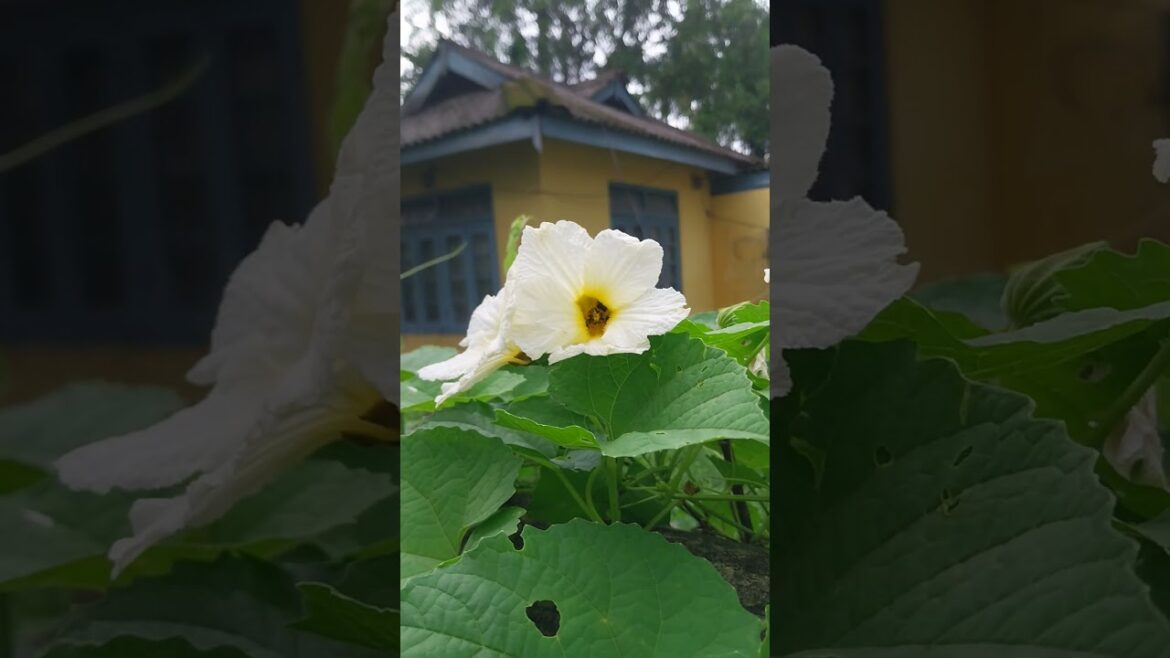 Vegetable flower#flowers #youtubeshorts #nature #viralvideo