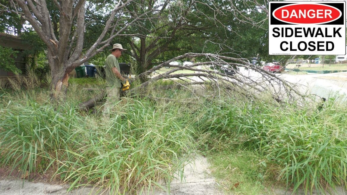 PEOPLE were FORCED to NOT use this SIDEWALK because of BIG TREE BRANCH BLOCKING it