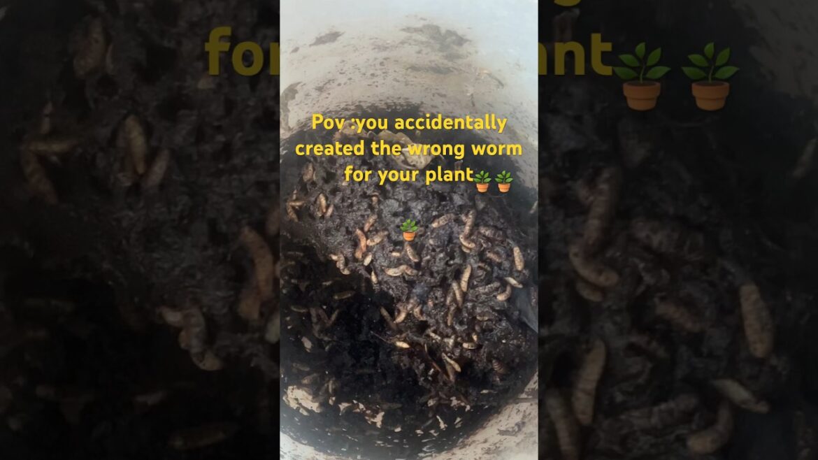 Gardening tips #budgetgardening #frugalfitmom
