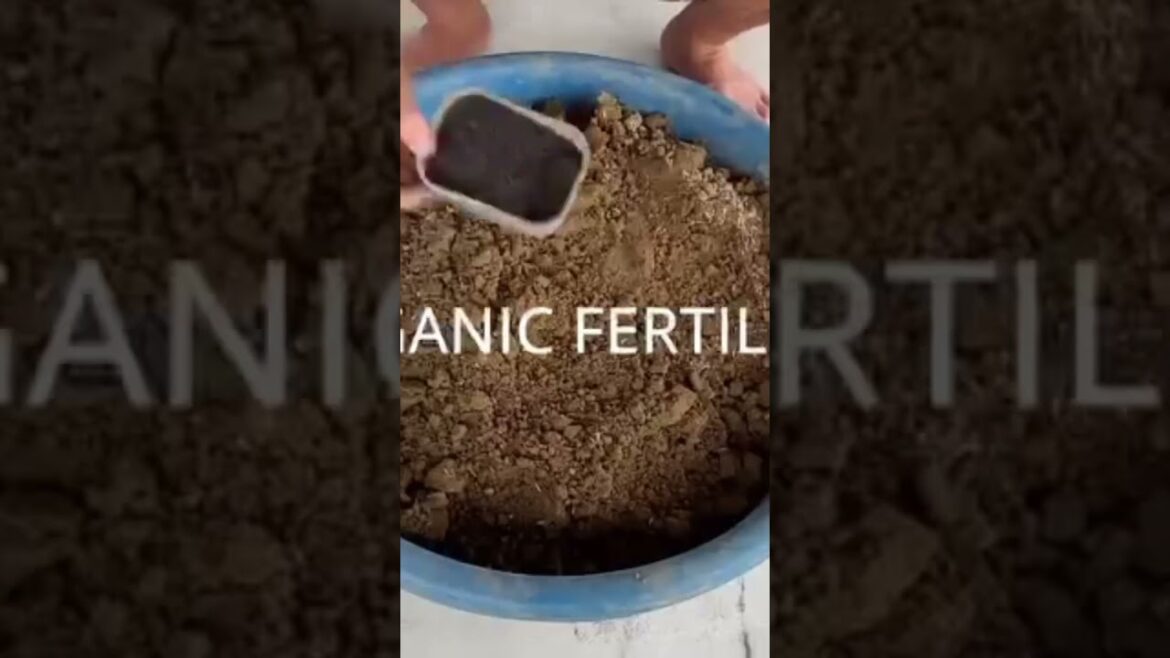 Unlocking The Magic Of Container Gardening For Bountiful Carrot Harvests🌱🥕