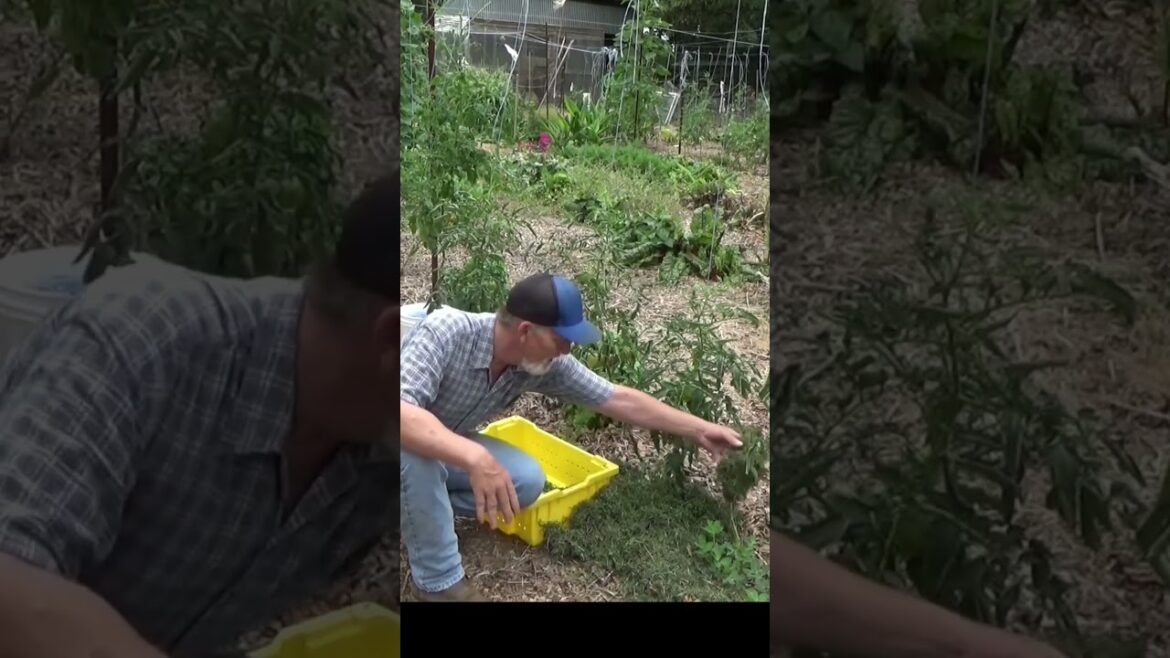 How I came up with mixed mulch gardening #growsomefood #gardening How I came up with mixed mulch gardening #growsomefood #gardening