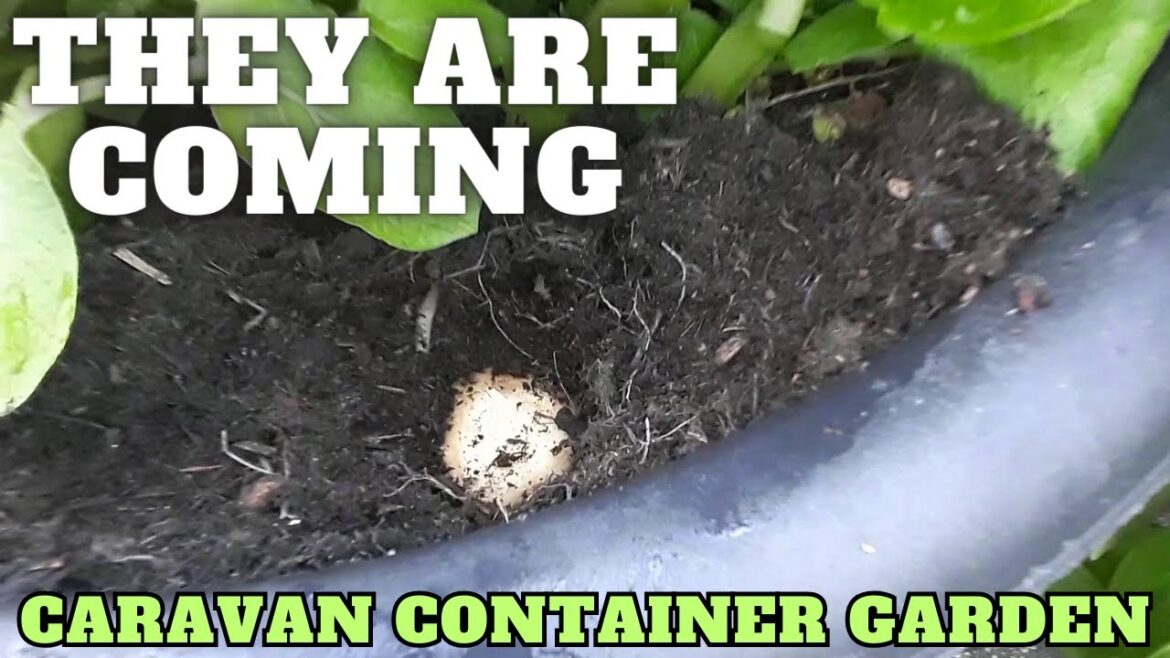 New Things Are Growing In The Caravan Container Garden