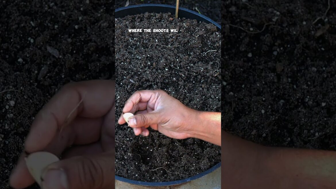 California Gardening: 5 Essential Tips to Grow Garlic: A Gardener’s Guide! 5 Essential Tips to Grow Garlic: A Gardener's Guide!