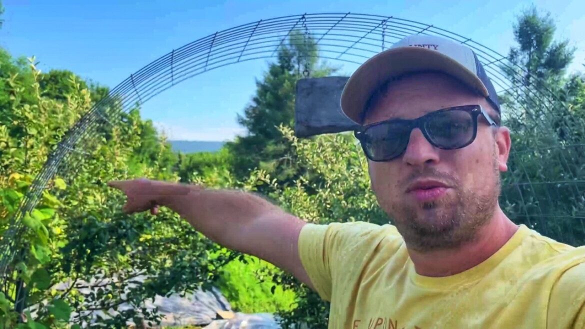 Easy DIY Garden Trellis | Kingbird Metal Garden Bed Easy DIY Garden Trellis | Kingbird Metal Garden Bed