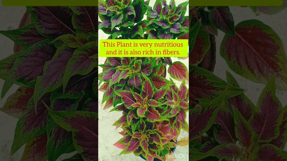 😯Amazing Plant Tricolor Amaranthus🌿 चौलाई ☘️#trending #gardening #viral #plants #shorts #ytshort #yt 😯Amazing Plant Tricolor Amaranthus🌿 चौलाई ☘️#trending #gardening #viral #plants #shorts #ytshort #yt
