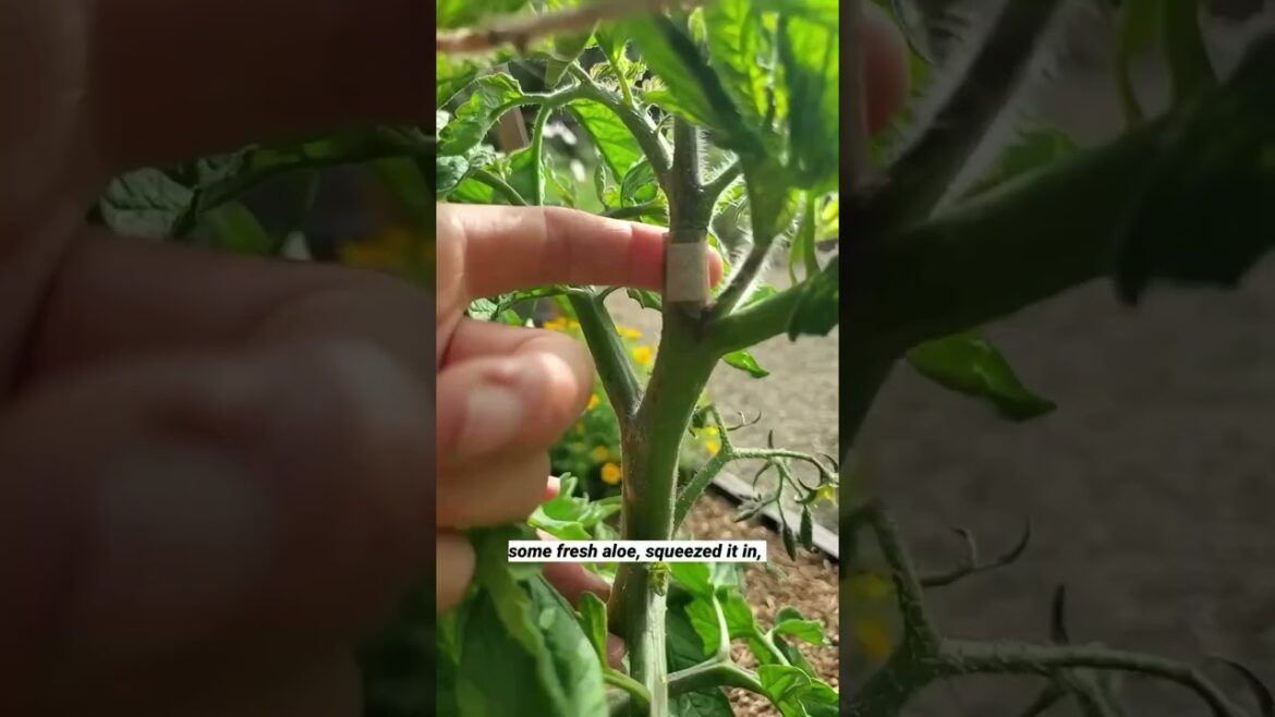 Heal Broken Plant Stems With😎🌵 Band aid, Duct Tape Fresh Aloevera 😎🌵#shorts#shortsfeed