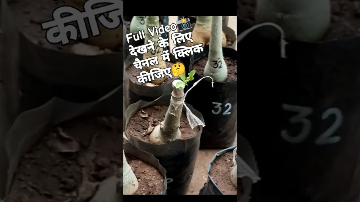 बहुत तेज गर्मी में कैसे Grafting Success |Adenium Plant Care|#shorts #adenium #rooftopgardening बहुत तेज गर्मी में कैसे Grafting Success |Adenium Plant Care|#shorts #adenium #rooftopgardening