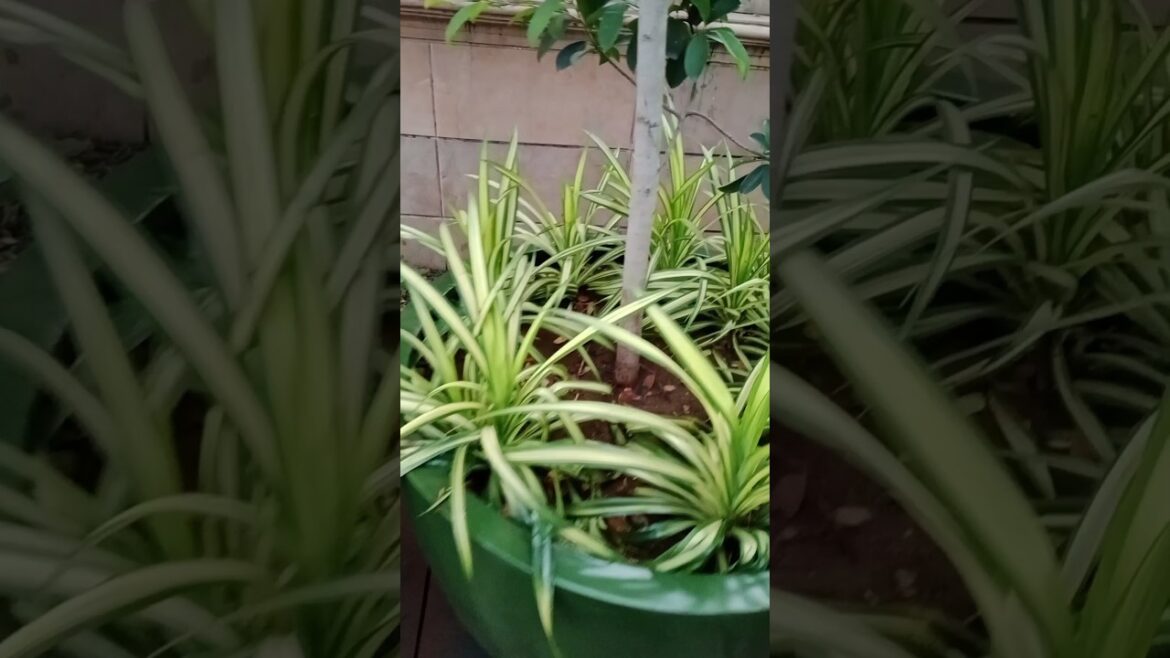 How to grow a successful container Garden?#garden#shorts#nature#terracegarde ππΏπͺ΄ How to grow a successful container Garden?#garden#shorts#nature#terracegarde ππΏπͺ΄