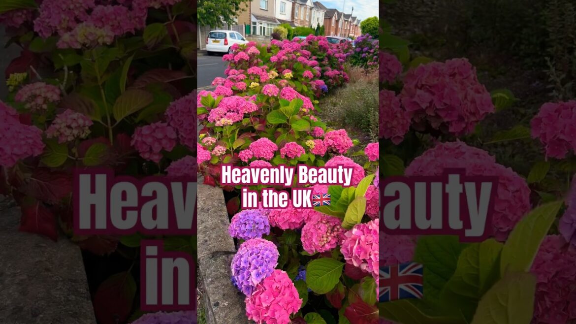 Very Beautiful UK flower. 🌸🌺🇬🇧#shorts #shortvideo #gardening #england #flowers