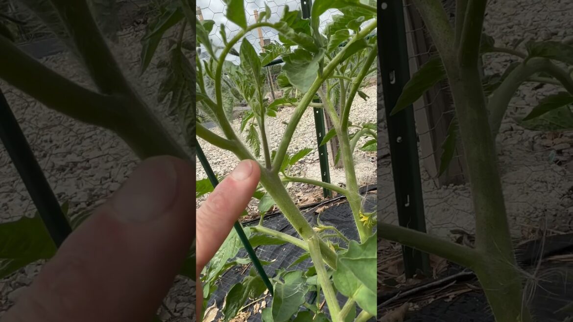 Make Sure To Remove These From Your Indeterminate Tomato Plants. #vegetablegardening #gardening Make Sure To Remove These From Your Indeterminate Tomato Plants. #vegetablegardening #gardening