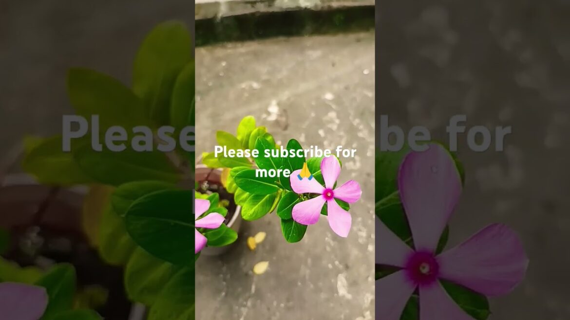 important tips for sadabahar | sadabahar | gardening tips #flowers #viral #youtubeshorts #shorts