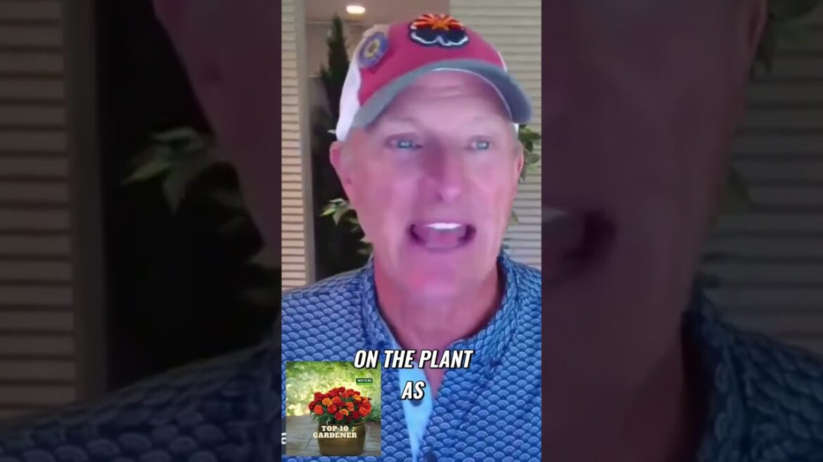 Secrets to a Bountiful Salsa Garden