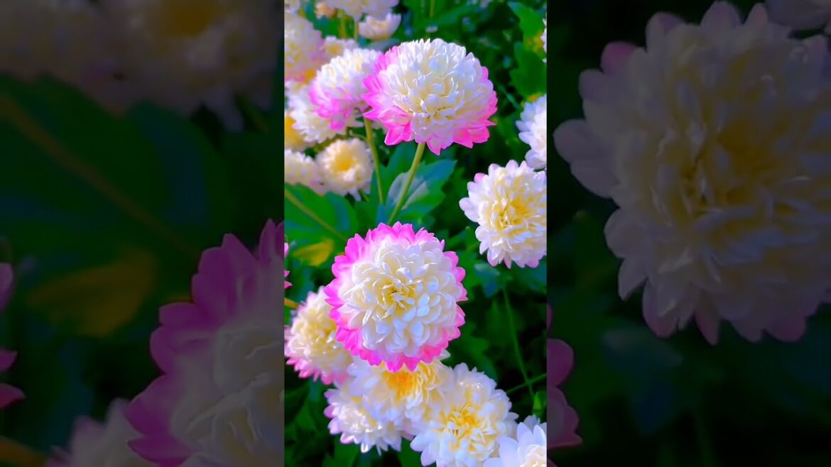 Blooms  #new #gardenbeauty #flowergarden #flowerbeauty #gardendesign #garden #gardern #gardenideas