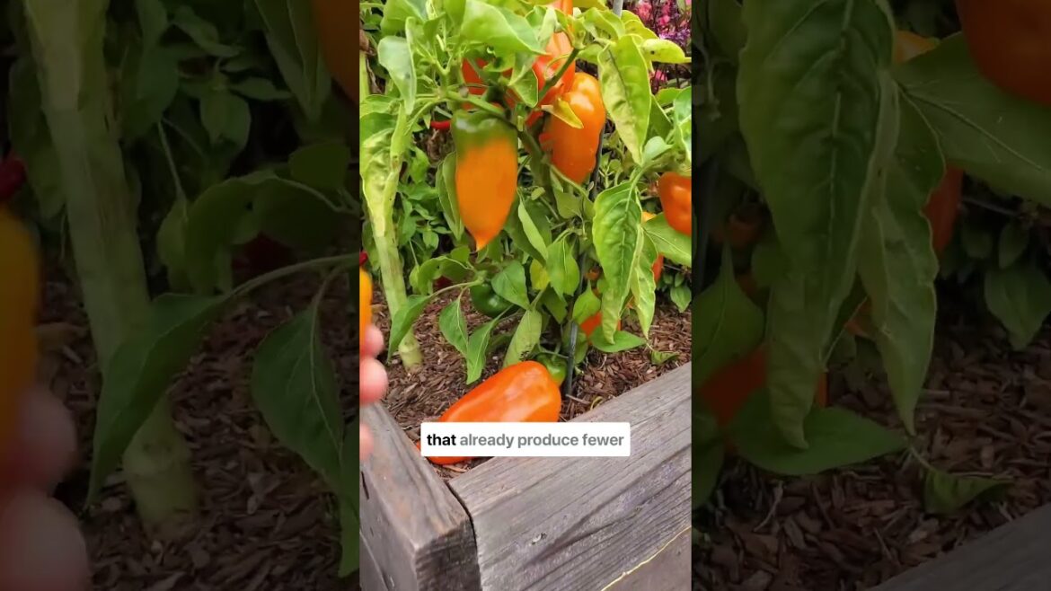 🌶️ To top Peepper Seedling or not For Bushy and Larger Yields ?❓#shorts#shortsfeed 🌶️ To top Peepper Seedling or not For Bushy and Larger Yields ?❓#shorts#shortsfeed