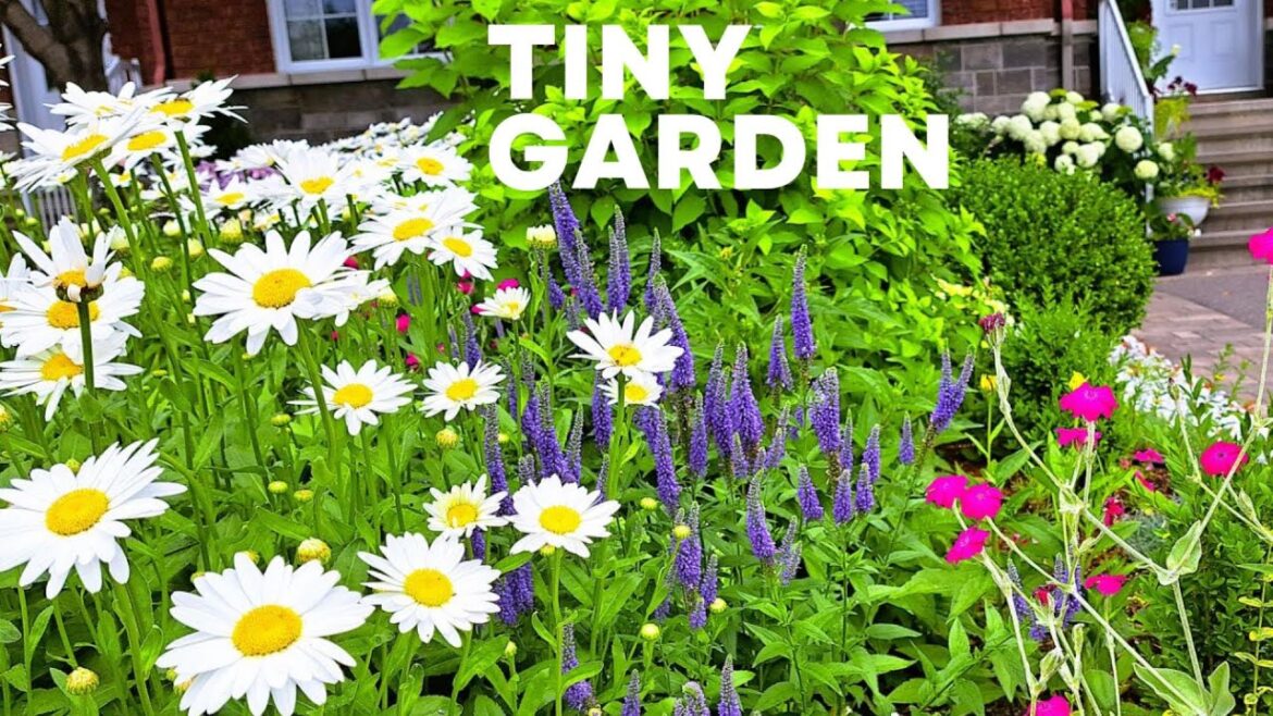 FRONT YARD Perennial Tiny Garden Tour | Summer #garden #gardening #gardentour #plants #flowers #new FRONT YARD Perennial Tiny Garden Tour | Summer #garden #gardening #gardentour #plants #flowers #new