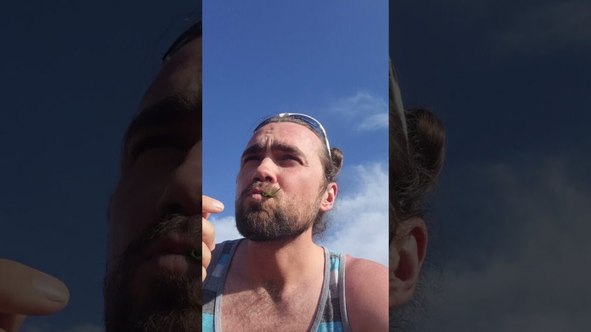 The whole sweet potato plant is edible! The whole sweet potato plant is edible!