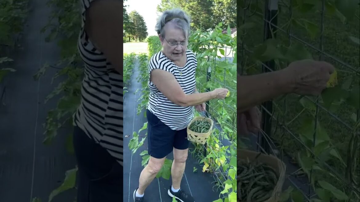 Gardening with green beans!   Vegetable gardening tips.