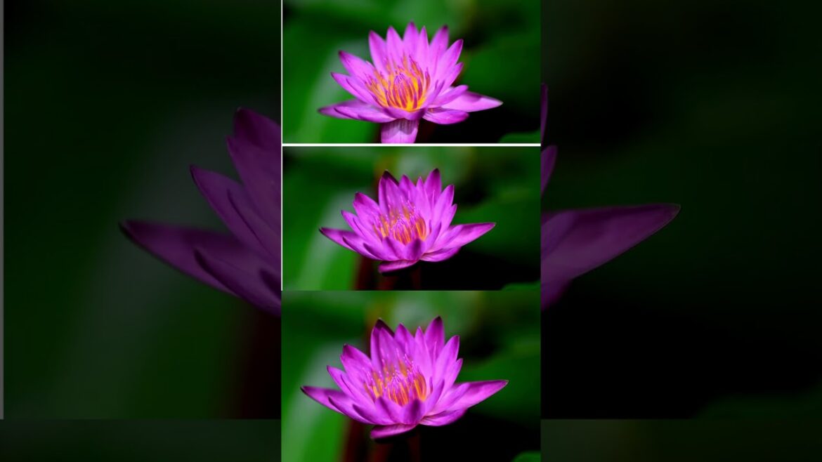 #𝐒𝐨𝐮𝐬𝐚𝐅𝐚𝐦𝐢𝐥𝐲𝐆𝐚𝐫𝐝𝐞𝐧 #Vivacious | #Risqué | #Magnetic | #Opulent | #Seductive | #Ravishing |