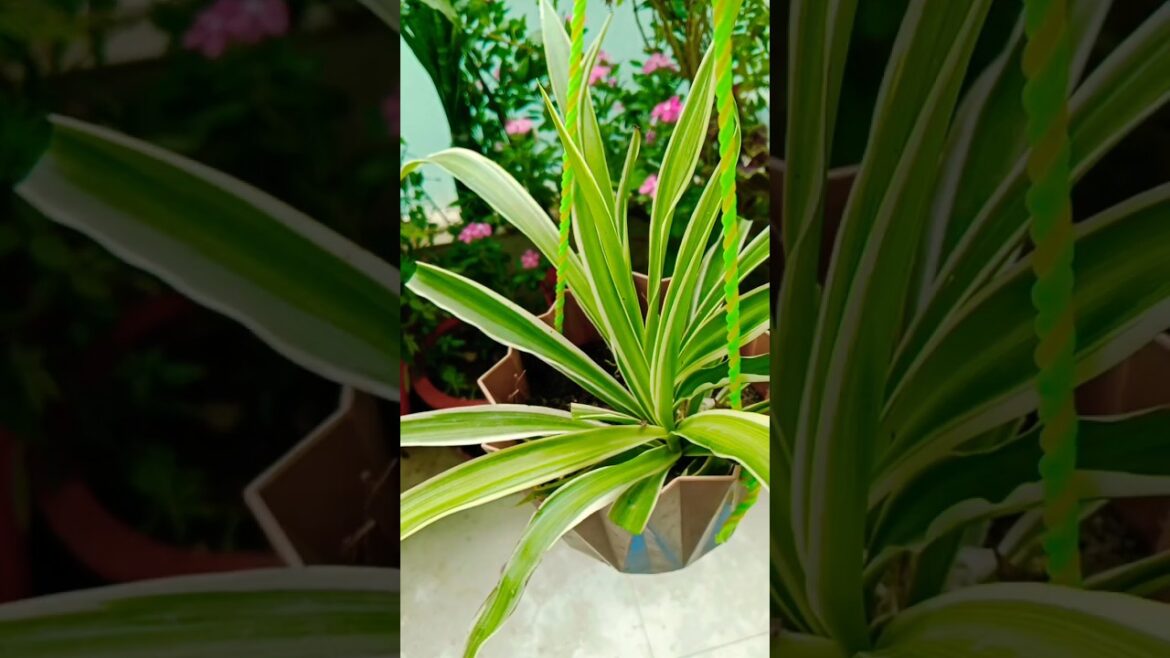 spider plant#shorts#viral#garden #terrace #houseplants #gardening ☘️💚