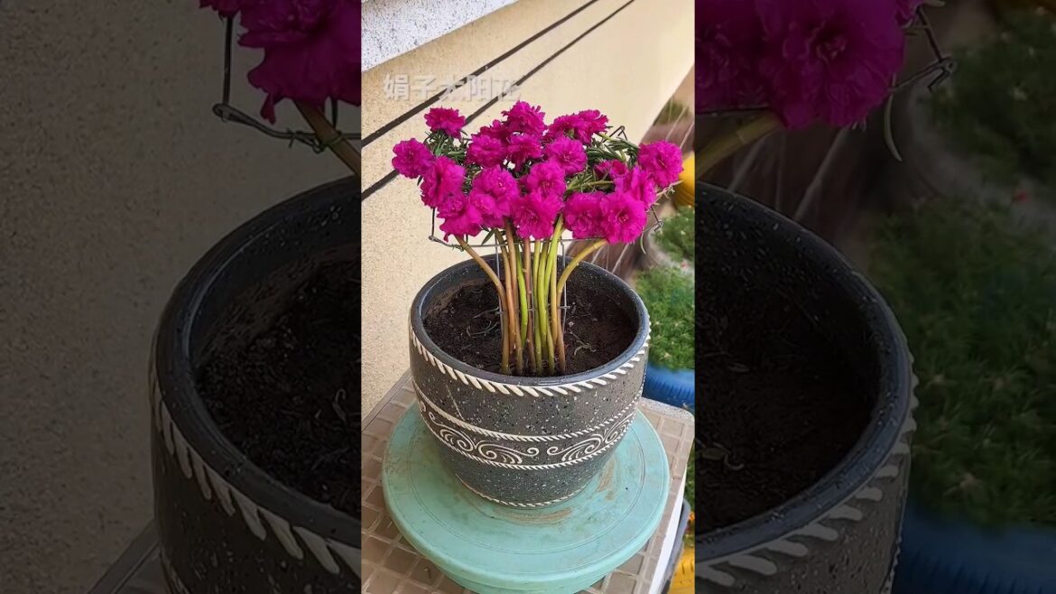 Unique Gardening ideas, #gradening #shorts #viral Unique Gardening ideas, #gradening #shorts #viral