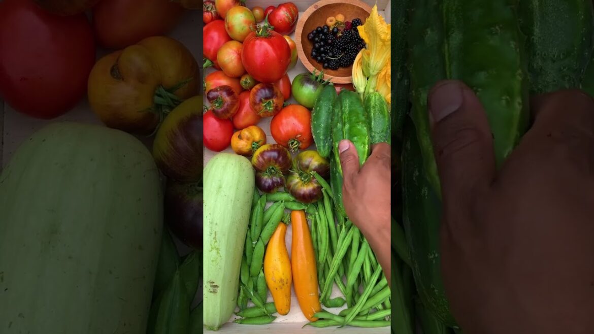 Satisfying sounds from our backyard garden