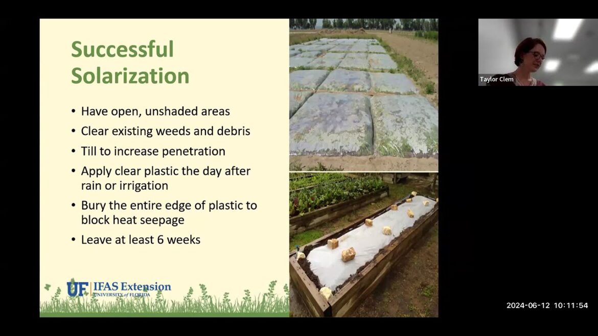 Webinar: Summer Vegetable Gardening