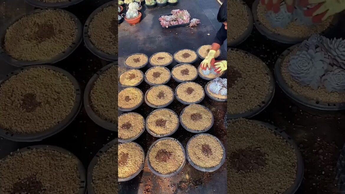 Tips for Succulents | Plant Gardener