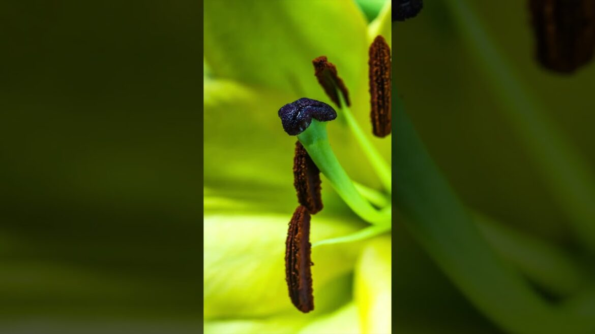 #๐๐จ๐ฎ๐ฌ๐๐
๐๐ฆ๐ข๐ฅ๐ฒ๐๐๐ซ๐๐๐ง #Lush | #Fragrant | #Adoring | #Scandalous | #Lustrous | #Irresistible #๐๐จ๐ฎ๐ฌ๐๐
๐๐ฆ๐ข๐ฅ๐ฒ๐๐๐ซ๐๐๐ง #Lush | #Fragrant | #Adoring | #Scandalous | #Lustrous | #Irresistible