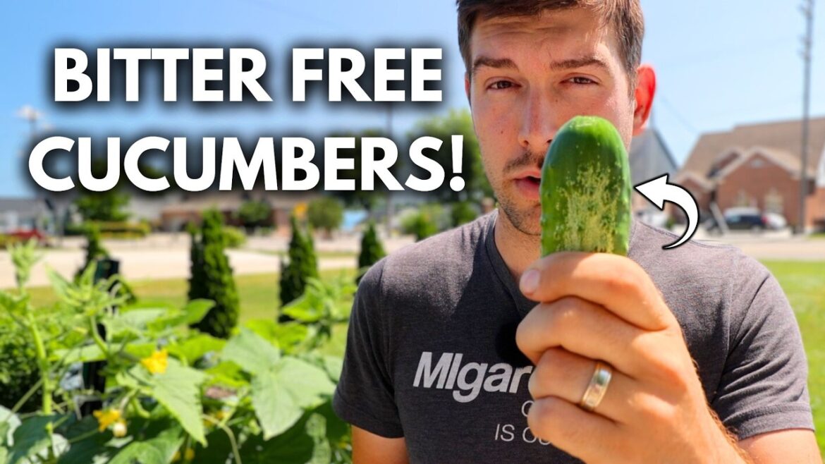 MIgardener: 5 Reasons Your Cucumbers are BITTER And How to Fix It 5 Reasons Your Cucumbers are BITTER And How to Fix It