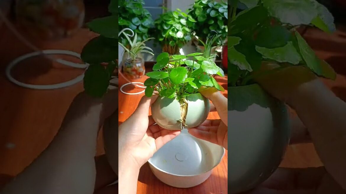 Plant Decor DIY Part 71 #shorts #diyhomedecor #diy #ideas