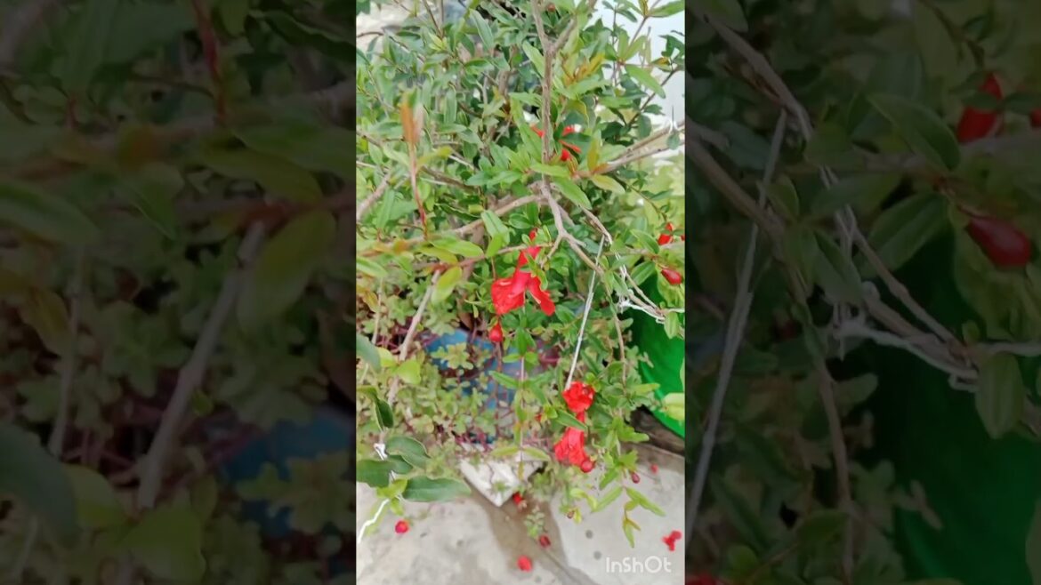 अनार के पौधे के फूल क्यों गिरते है। #gardening #organic #garden #shorts#plants अनार के पौधे के फूल क्यों गिरते है। #gardening #organic #garden #shorts#plants