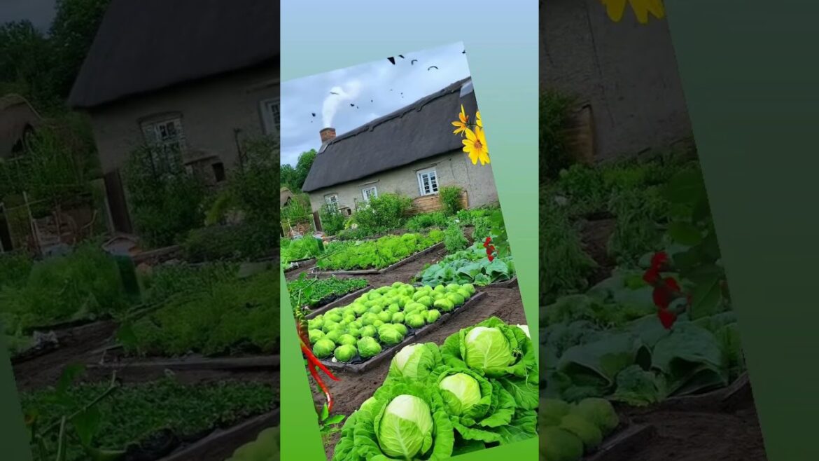 A vegetable garden in the beginning looks so promising and then after all little #nature#short#viral A vegetable garden in the beginning looks so promising and then after all little #nature#short#viral