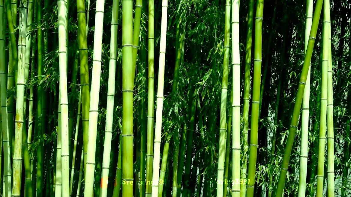 Soothing Japanese Garden Sounds for Stress Relief and Sleep Soothing Japanese Garden Sounds for Stress Relief and Sleep