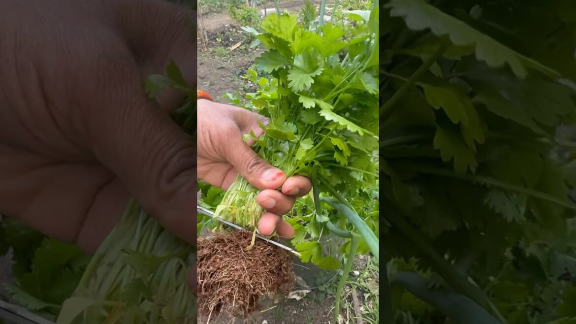 How to store coriander/Cilantro leaves fresh without Fridge#gardening #food#shortsfeed#ytshorts