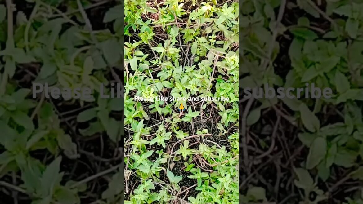 Mint plant ☘️☘️ trending #nature#shortsvideo#gardening#viral Mint plant ☘️☘️ trending #nature#shortsvideo#gardening#viral