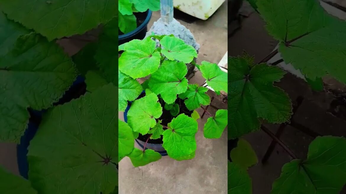 red okraa plants #shorts #vegetablegardening #ytshorts