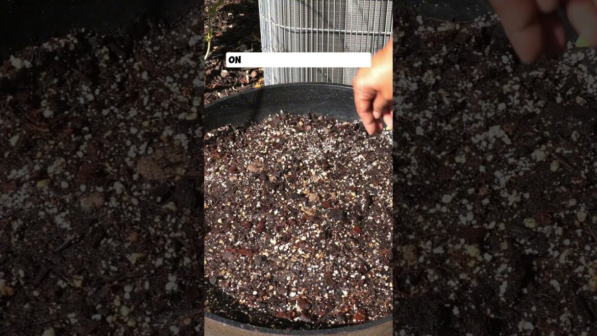 Growing Romeo Carrots: A Complete Guide for Home Gardeners!