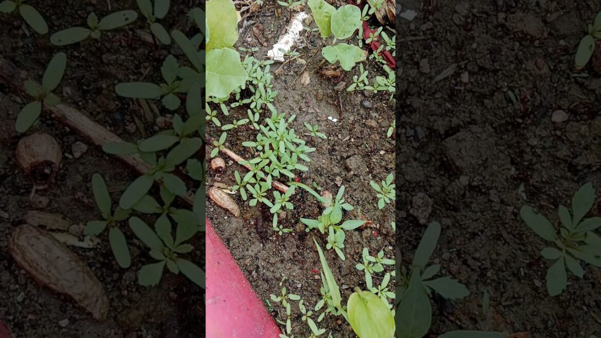 Seeds से पौधे तैयार हो गये #garden #terrace #houseplants #gardening #shorts #flowerplant 💚☘️