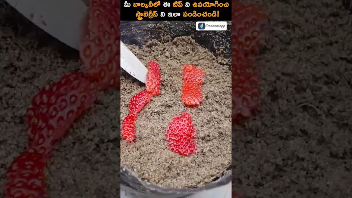 Growing Strawberries on the Balcony ππ #shorts #starberry Growing Strawberries on the Balcony ππ #shorts #starberry