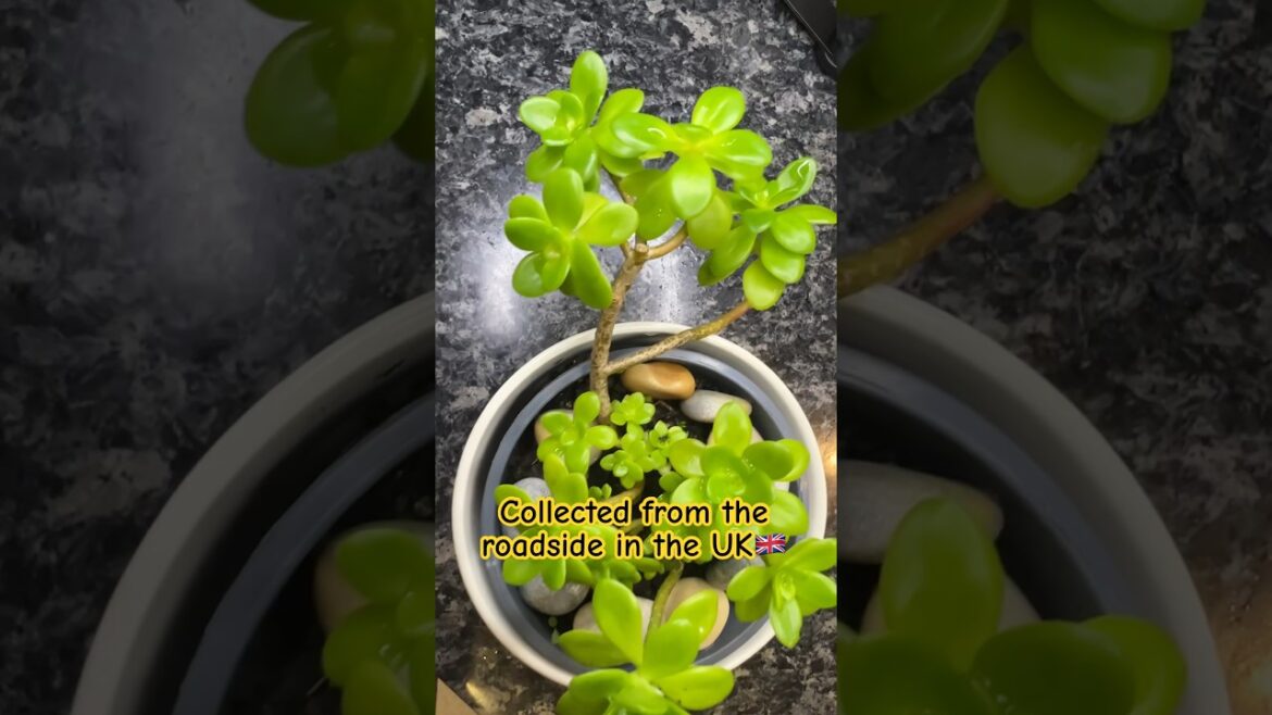 Beautiful plant🇬🇧🍃#shortvideo #gardening #garden #uk #trees