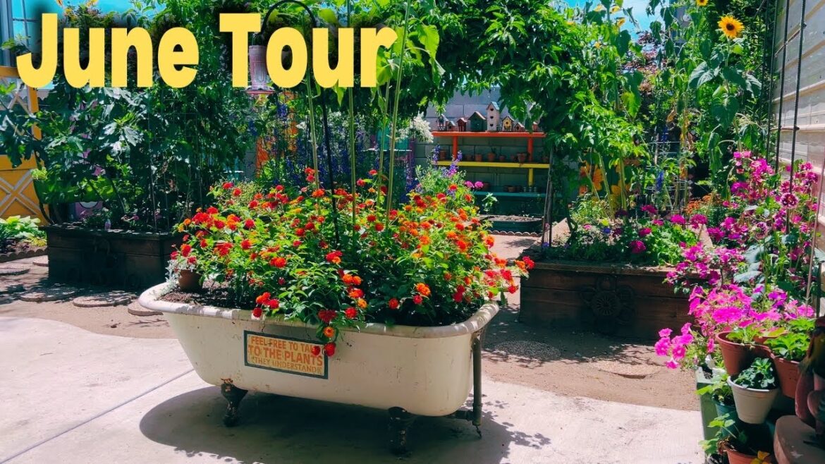 June Backyard Garden Tour – Small Garden Inspiration! 🌸🌻😀 June Backyard Garden Tour - Small Garden Inspiration! 🌸🌻😀