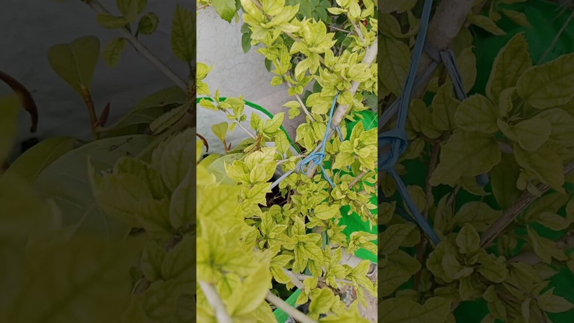 गुडहल के लिए सबसे अच्छा फर्टीलायझर#shorts#gardening #hibiscus #flowers #viral🌺